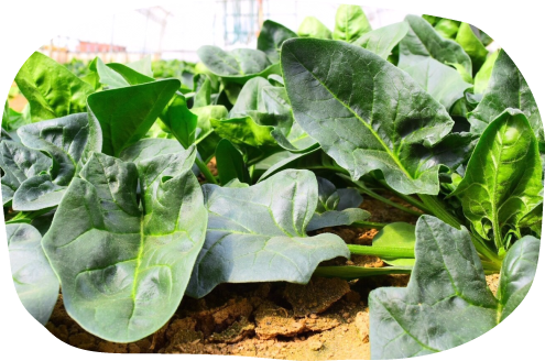 ほうれん草(季節限定)