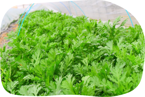 春菊(季節限定)
